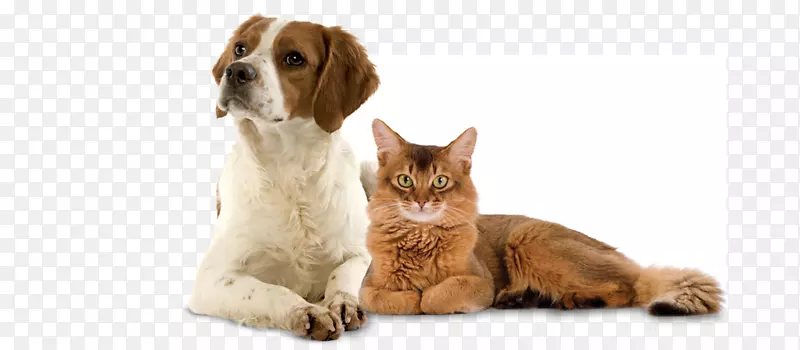 猫狗兽医宠物店-狗和猫