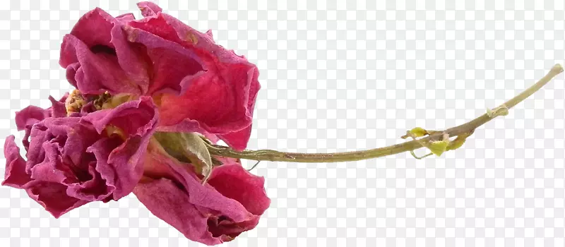 花园玫瑰花静物：粉色玫瑰，剪贴画-花