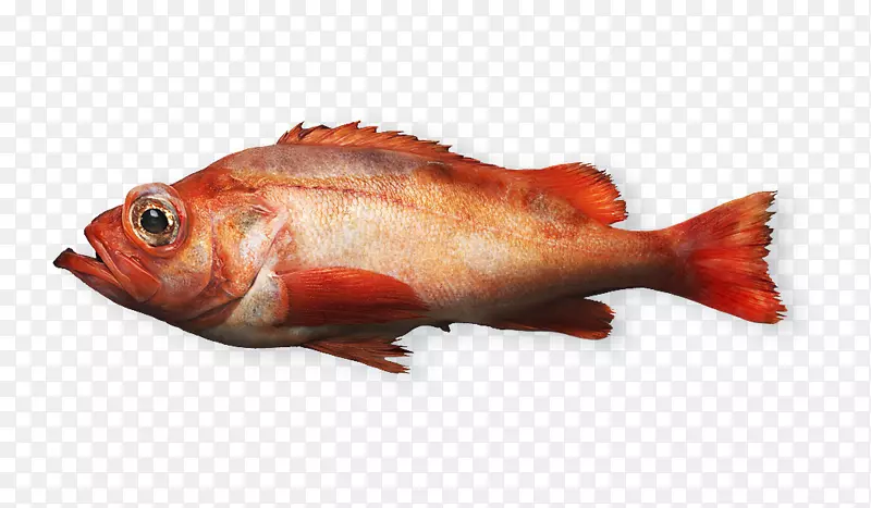 北红笛鲷鱼产品月季鱼海鲜鱼