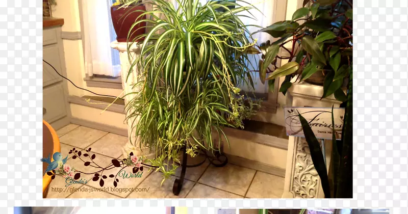 花盆草，室内植物，草本槟榔.蜘蛛植物