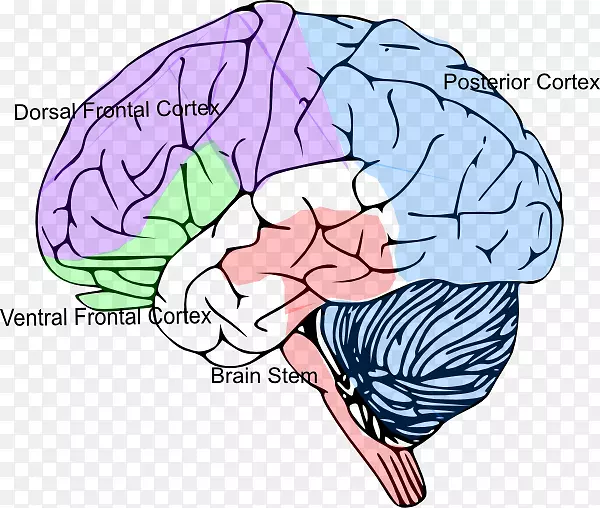 脑大小大脑皮层剪贴术-大脑皮层