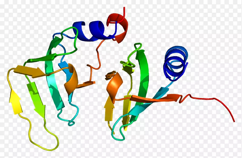 小核蛋白D1小核蛋白D2蛋白结构基因