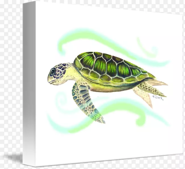 海龟塘龟-海龟