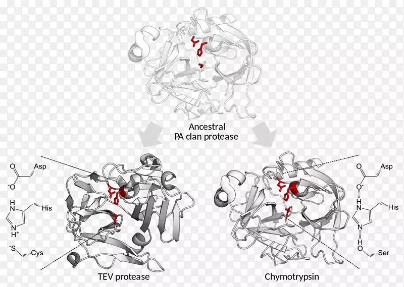 催化三线丝氨酸蛋白酶催化TeV蛋白酶-酶