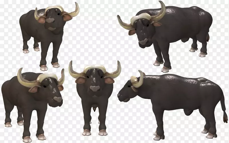 水牛，野牛，非洲水牛，孢子，披肩水牛