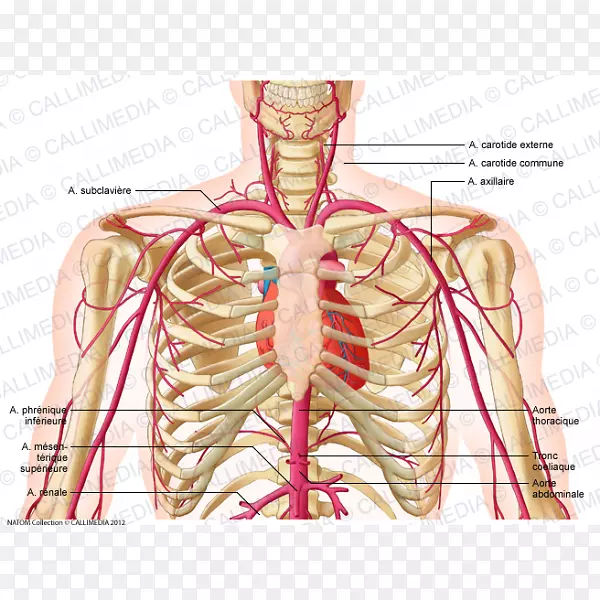 滑车上动脉头颈解剖颈外动脉-肾动脉