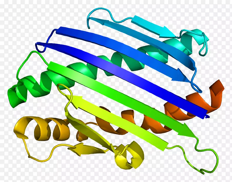 内皮蛋白c受体蛋白结构