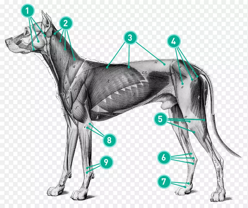 犬解剖艺术