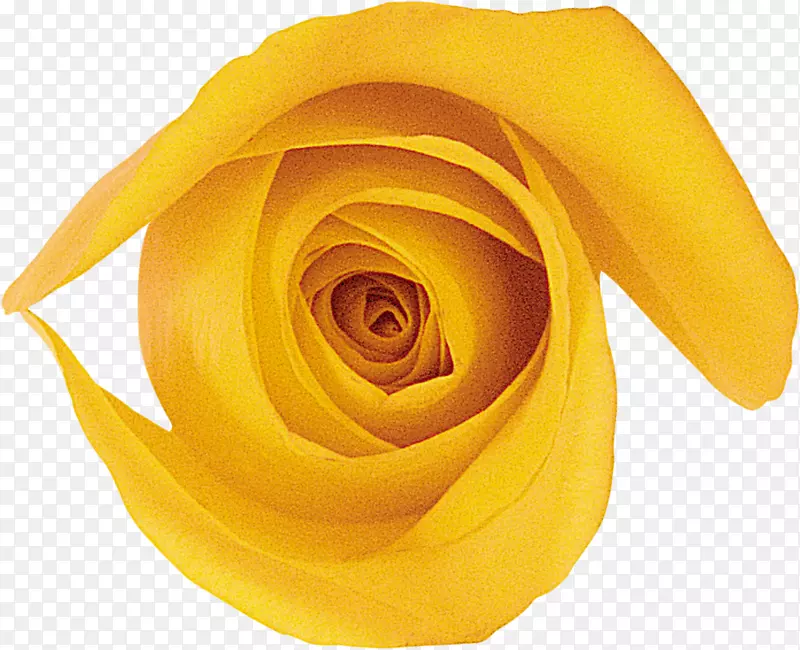 商品目录花园玫瑰销售业务-黄色玫瑰贴纸
