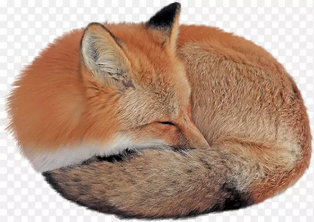 红狐桌面壁纸灰狼狐狸睡觉