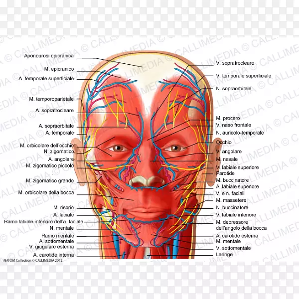面神经面动脉滑车上动脉人体静脉y动脉