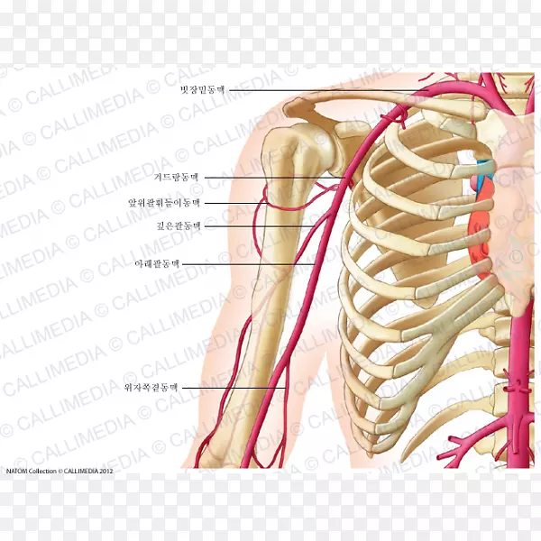 旋肱前动脉解剖冠状面旋肱后动脉-静脉y动脉