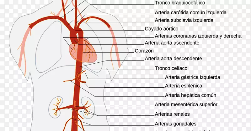 主动脉解剖腹主动脉-心脏