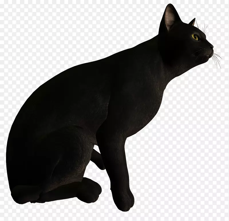 黑猫孟买猫马来亚猫科拉特家短毛猫后排