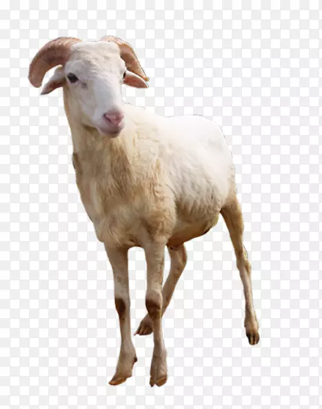 山羊陆生动物鼻子-绵羊