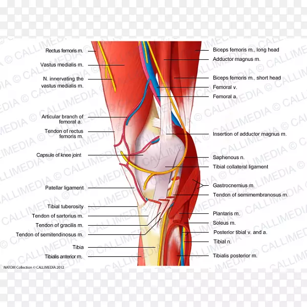 膝神经肌肉血管肌肉系统淋巴管