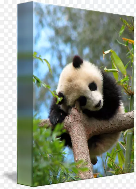 大熊猫小熊珍Тур-熊猫睡眠