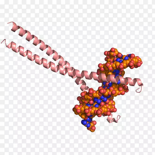 cbpbccaat增强子结合蛋白组蛋白乙酰转移酶cbpa结构-bzip结构域