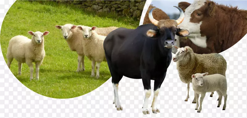 牛羊、马驯服、山羊羊