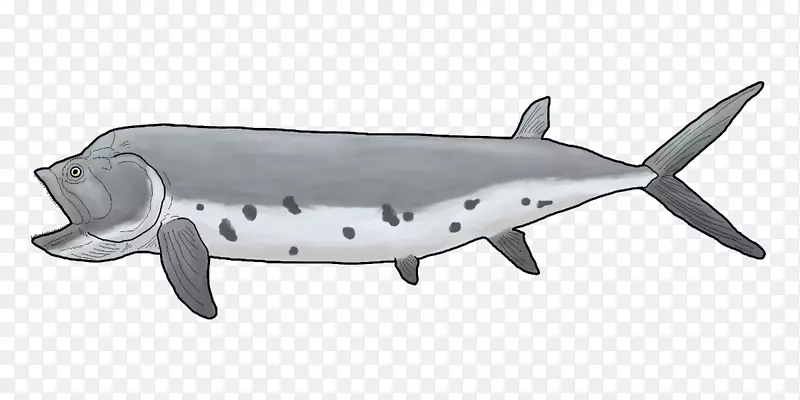 海豚鲨