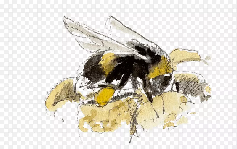 蜜蜂-大黄蜂-花粉