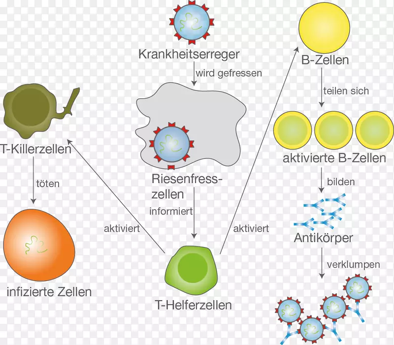 免疫系统b细胞单核细胞病原体免疫-生物