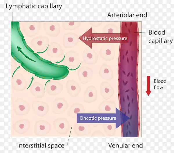 循环系统淋巴系统毛细血管人体流体静力学血管