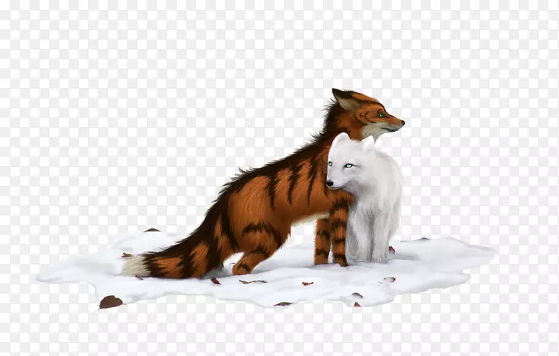 猫红狐尾野生动物狐狸新闻-猫