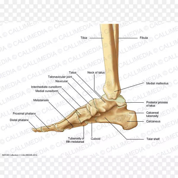 指足楔形骨内侧楔形骨解剖生殖系统
