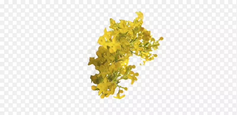 一枝黄花排泄系统植物尿液健康边缘
