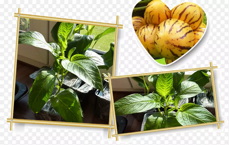 春季绿色植物素食菜系草药配方超级食物辣椒