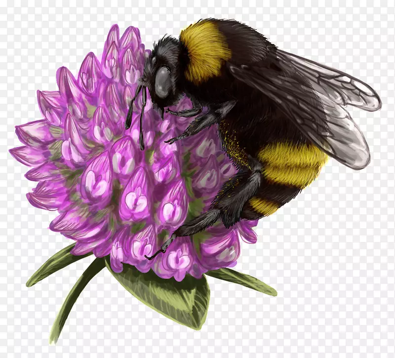 大黄蜂，蜜蜂，花蜜-蜜蜂