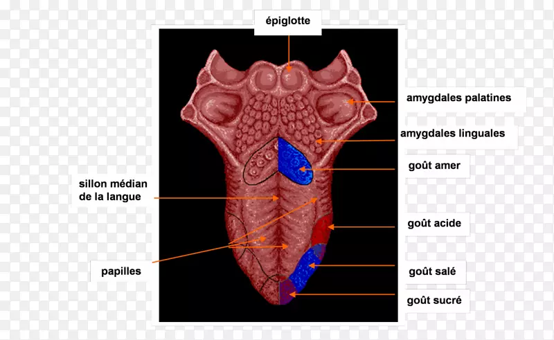 舌味蕾肉食人体解剖-舌