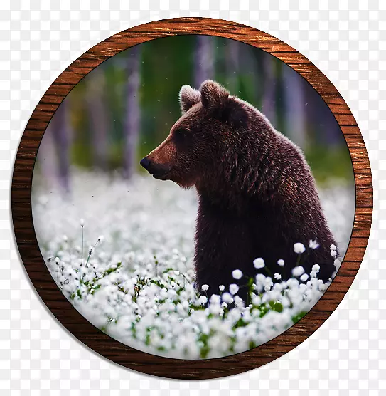 灰熊野生动物阿拉斯加半岛棕熊陆地动物熊