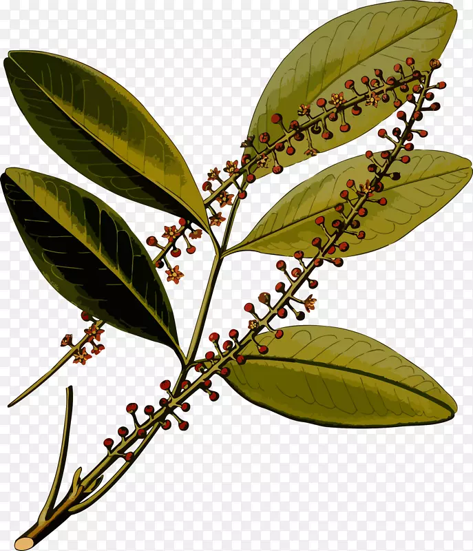 K hler‘s药用植物jborandi pilcarpus microphyllus植物学插图-巴拉圭