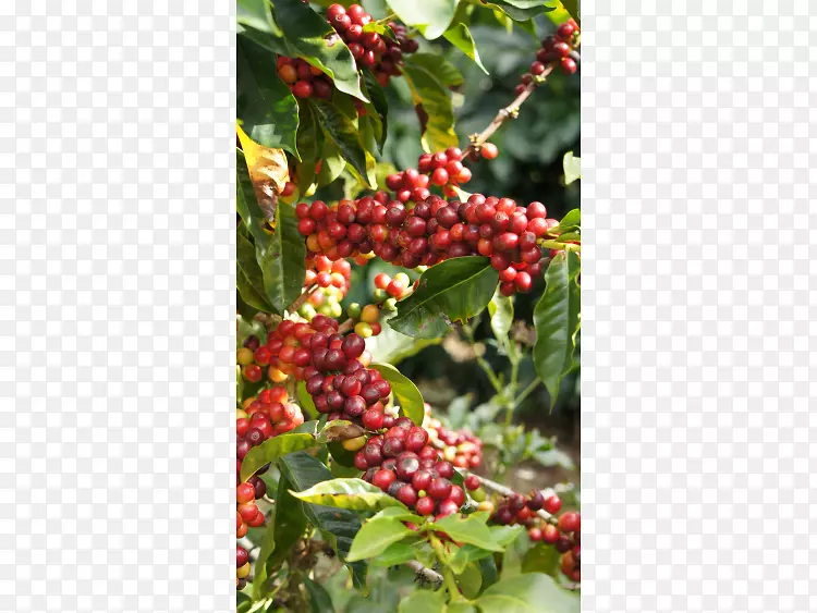 夏威夷科纳咖啡银水牛科纳区粉胡椒-咖啡种植园