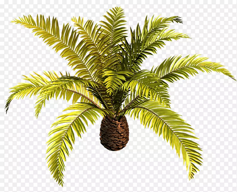 槟榔科椰子树剪贴画-帕默拉斯