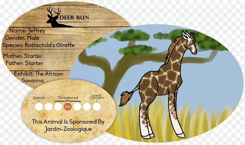 长颈鹿，马，野生动物，陆生动物-长颈鹿