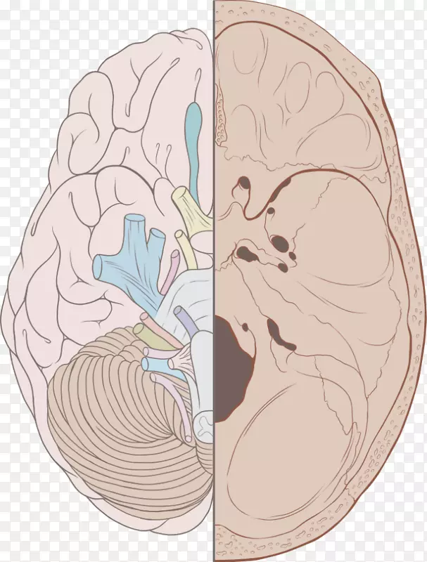 脑神经，脑神经系统，颅腔-脑
