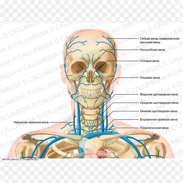 头颈部解剖颈前静脉外颈静脉