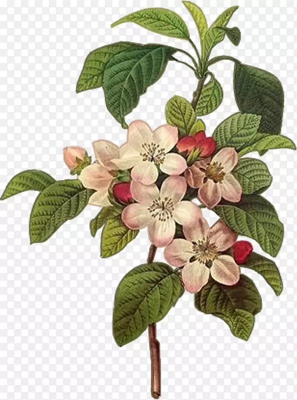 植物学插图植物学版画艺术-苹果