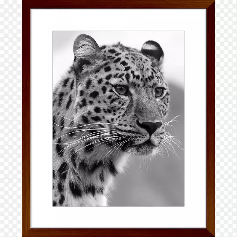 猫科黑豹孟加拉猫野猫猎豹-非洲指纹