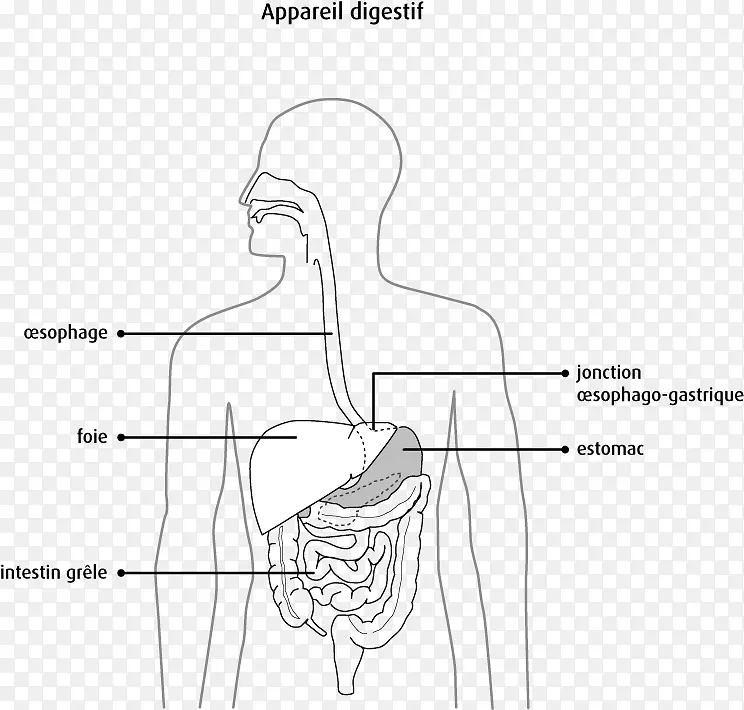 胰腺消化人消化系统胆汁人体解剖食管