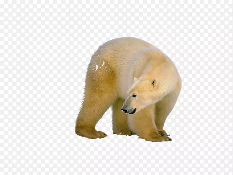 北极熊下载-Osos