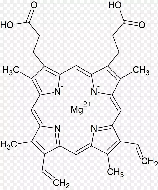 叶绿素卟啉绿血红蛋白结构镁