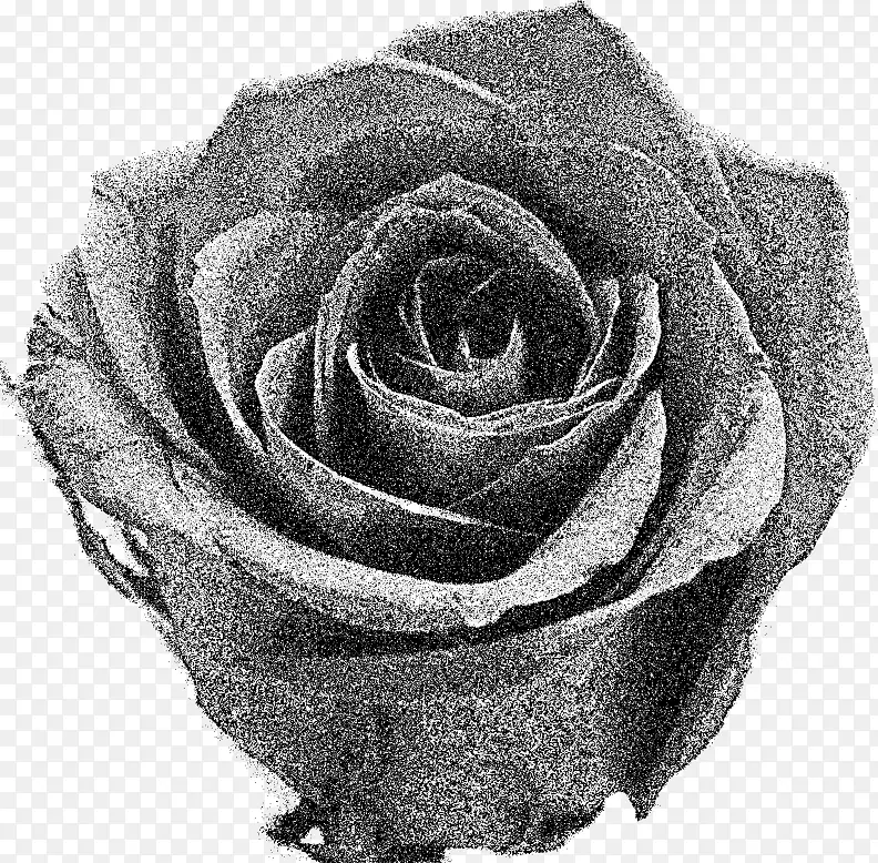 花园玫瑰黑白插花艺术-玫瑰
