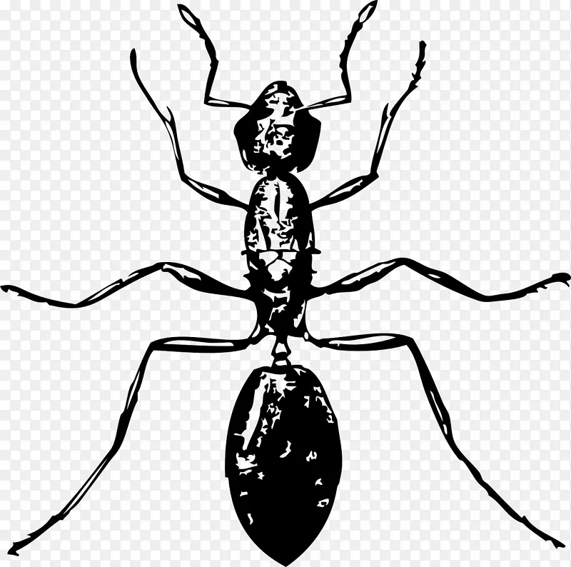 蚂蚁昆虫剪贴画-昆虫