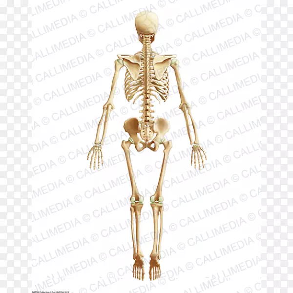 智人髋部肌肉人体解剖-骨骼