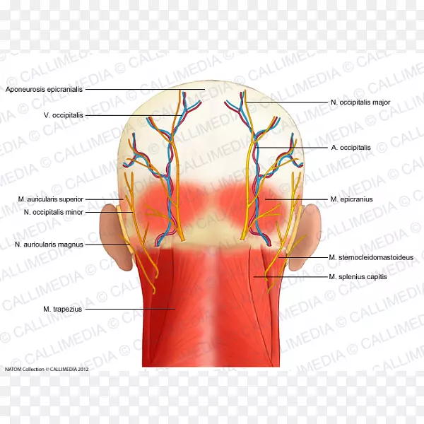 头颈解剖神经