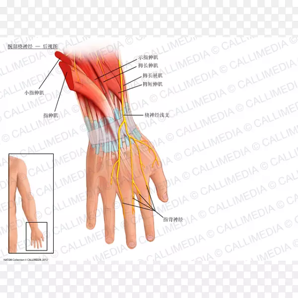 桡神经腕部解剖桡动脉手